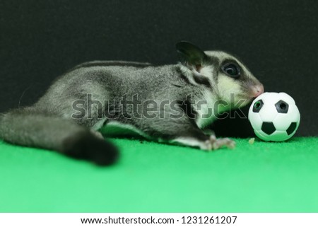  animal play football, Sugar glider play football