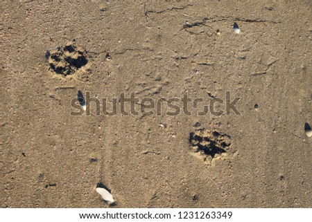Picture of the footprints of a dog.