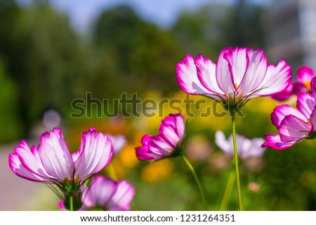 Cosmos flowers blooming in the Botanical garden