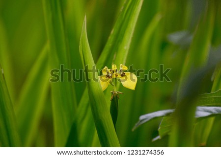 small yellow flowers on green background