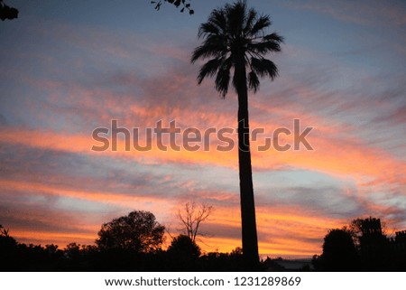 Barcelona park sunset