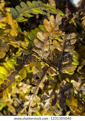 Abstract view of fern plant