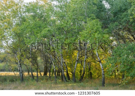 Edge of the young forest. Beautiful landscape in deciduous forest. Forest screensaver on photo Wallpapers. 