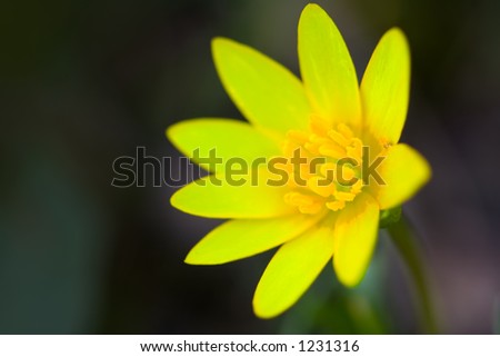 A portrait of a yellow flower