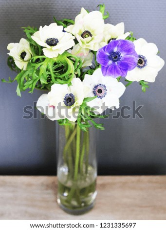 Anemone in a vase