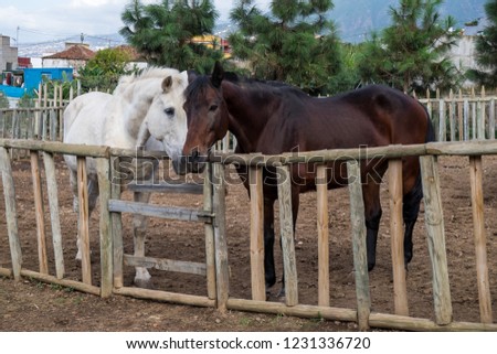 Horses in a ranch of Los Realejos, Tenerife, Canary Islands