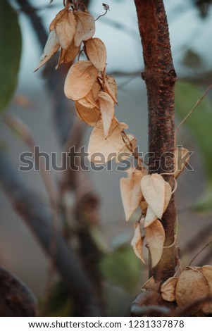 Autumn leaves in the tree