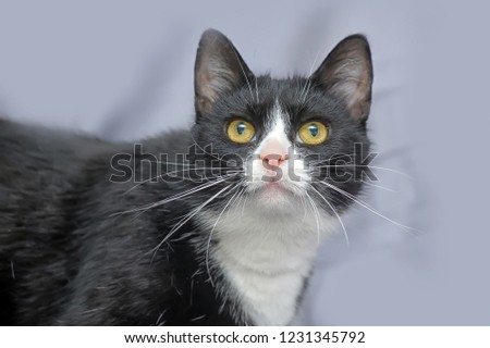 black with white cat on a gray background