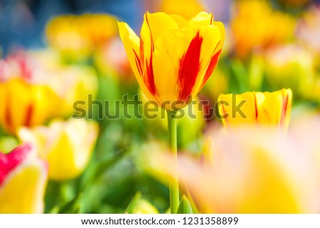 Tulip flower image