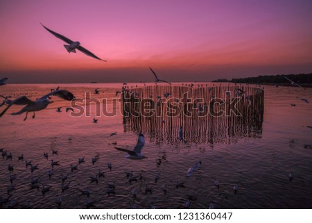 Sunset wallpaper In the evening, the natural background of Twilight,there is a flock of birds nestling on bamboo like heart-shaped.