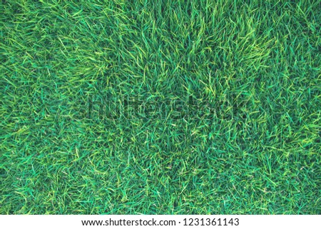 Green grass texture background, Green lawn, Backyard for background, Grass texture, Vintage style photo