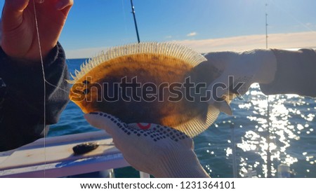 Sunny Flounder from Moreton Bay, Australia