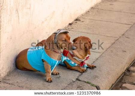 Two sweet red Duchshund dogs, wearing casual (bright clothes, t-shirts, cap, bow ties), sit at the wall on the street, begging for a life. Outdoors, close up, copy space.