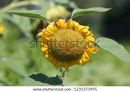 sunflower on the field in summertime Royalty-Free Stock Photo #1231373995