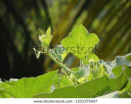 
A beautiful picture of the green leaf, tip and beautiful flowers of pumpkin trees in the green nature