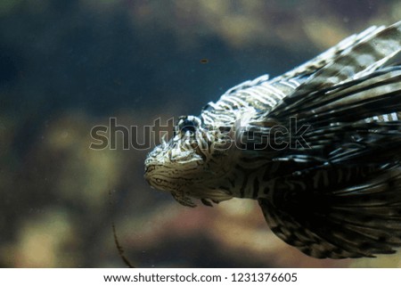 Lionfish at Aquarium 