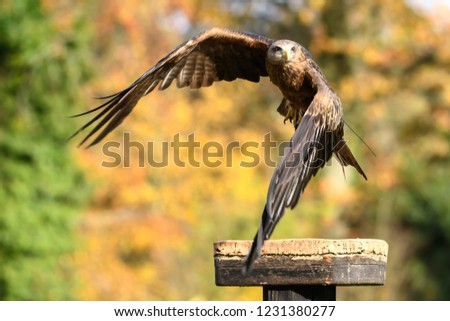Harris Hawk flying