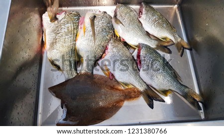 The fish caught in Moreton Bay, QLD, Australia
