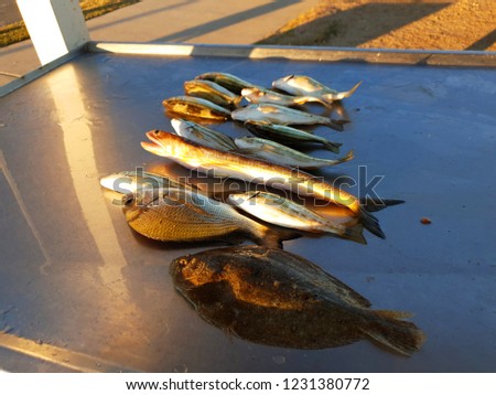 The fish caught near Mud Island in Moreton Bay, QLD, Australia