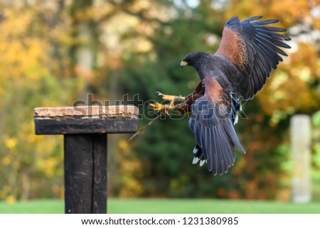 Harris Hawk landing on a perch
