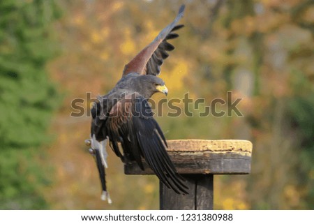 Harris Hawk landing on a perch