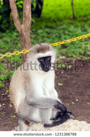 Baboons sitting in the forest of Kenya