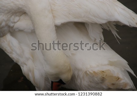 The white Swan brushes its feathers.