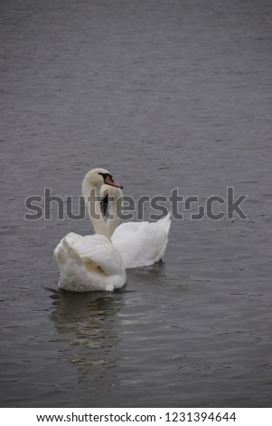 A pair of white swans.
