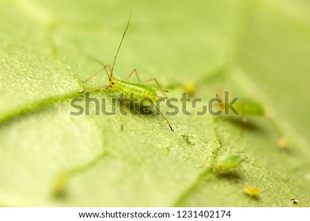 Macro of aphids on a plant
