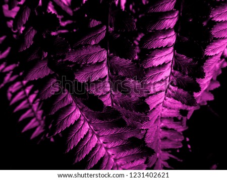 Dark pink fern plant. Abstract view