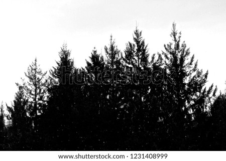 Reflection of Pines on the water of lake. Backlight and grey sky create a black and white image of the park.