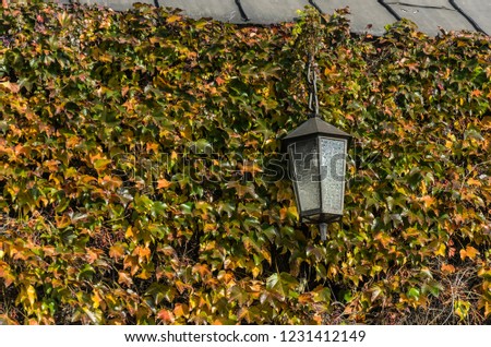 Antique street lamp in grapes