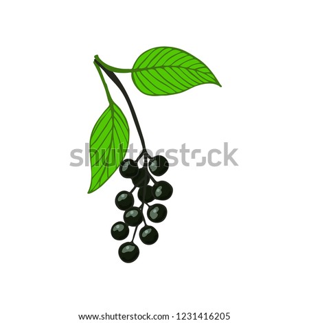 isolated bunch bird cherry, hackberry or hagberry.