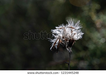 White dandelion seeds on a dark blurred background with bokeh effect. Greece