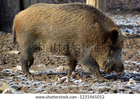 Common wild boar pig. Wild boar (Sus scrofa), also known as the wild swine or Eurasian wild pig is a suid native to much of Eurasia, North Africa, and the Greater Sunda Islands. 