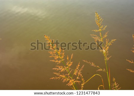 Inflorescences of grass on the water.
