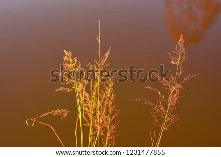 Inflorescences of grass on the water.
