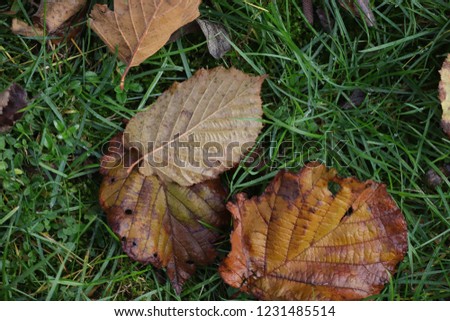 autumn leaves outdoor