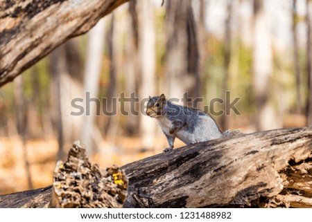 Eastern grey squirrel in a boreal forest Quebec, Canada.