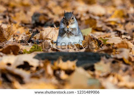 Eastern grey squirrel in late autumn in a boreal forest Quebec, Canada. 