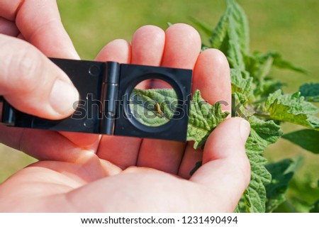 Crop scouting in integrated pest management Royalty-Free Stock Photo #1231490494