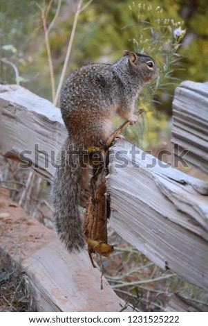 Squirrel in Zion National Park, UT