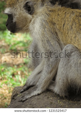 Wildlife two vervet monkeys in Kenya Africa. Eat louse on each other's body