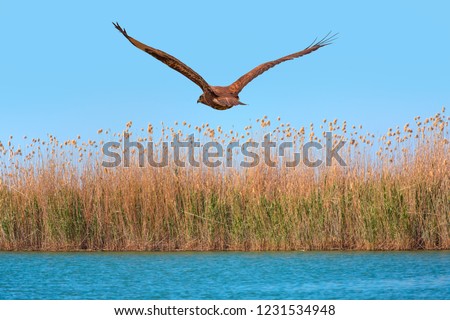 Red-tailed Hawk flying over blue lake