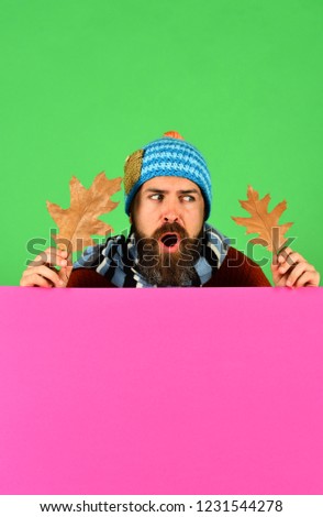 October time idea. Autumn and fallen leaves season concept. Man in warm hat holds oak tree leaves on green and pink background, copy space. Hipster with beard and shocked face wears warm clothes