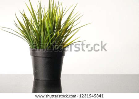 Plastic green plant isolated on white.