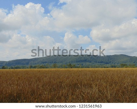 The rice field is yellowed with mountains and sky.