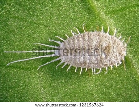Long-tailed mealybug, Pseudococcus longispinus (Hemiptera: Pseudococcidae) is the dangerous pest of different plants, including economically important tropical fruit trees and ornamental plants  Royalty-Free Stock Photo #1231567624