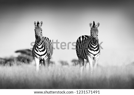 Zebra with clear sky. Black and white art photo. Burchell's zebra, Equus quagga burchellii, Nxai Pan National Park, Botswana, Africa. Wild animal on the meadow. Wildlife nature, African safari.