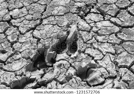 Buffalo footprint on arid and cracked land.
